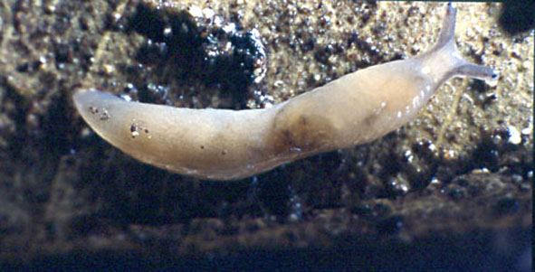 Deroceras sp., Tandonia sowerbyi